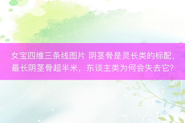 女宝四维三条线图片 阴茎骨是灵长类的标配,最长阴茎骨超半米,东谈主类为何会失去它?