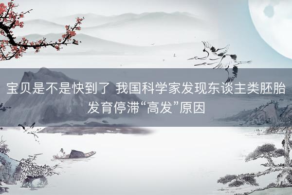 宝贝是不是快到了 我国科学家发现东谈主类胚胎发育停滞“高发”原因